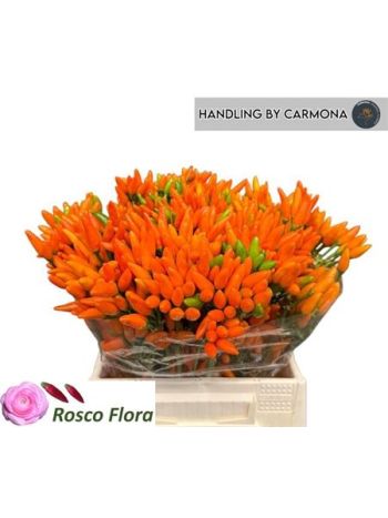 CAP ORANGE FIRE