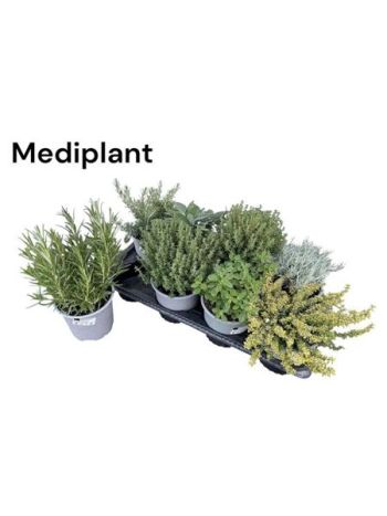 FŰSZERNÖVÉNY MIX *8