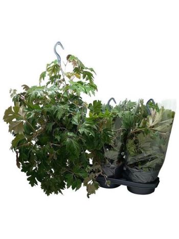 CISSUS RH PROTI ZAVESENIU DANICA