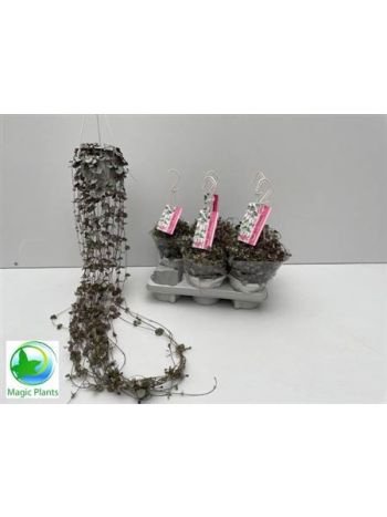 CEROP WO SILVE GLORY