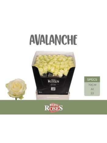 R GR AVALANCHE+ 70CM