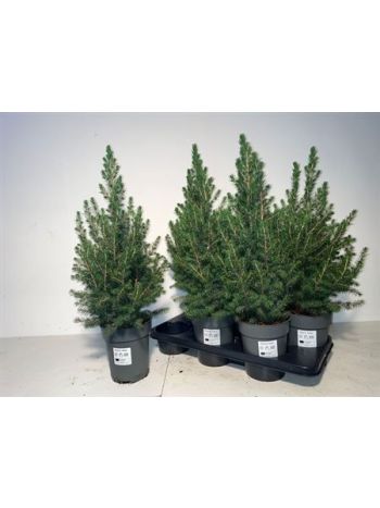 PICEA GL CONICA