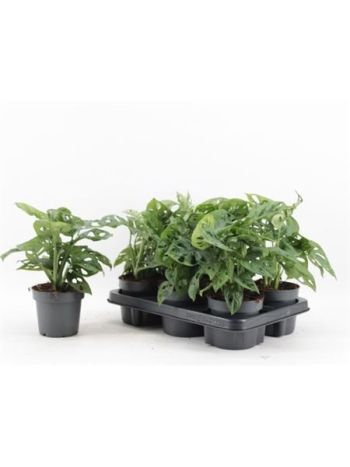 MASKA OPICE MONSTERA *6