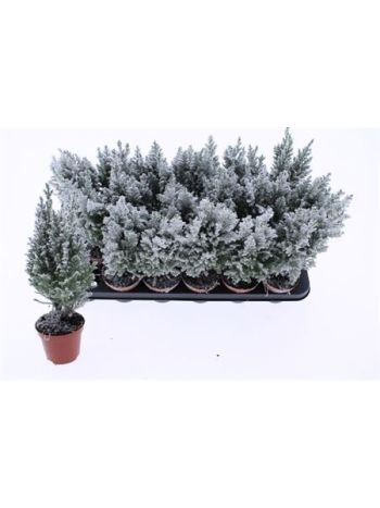 CHAM L ELLWOODII HAVAS