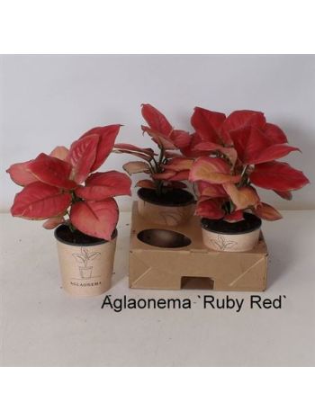 AGLAONEMA `RUBY RED`