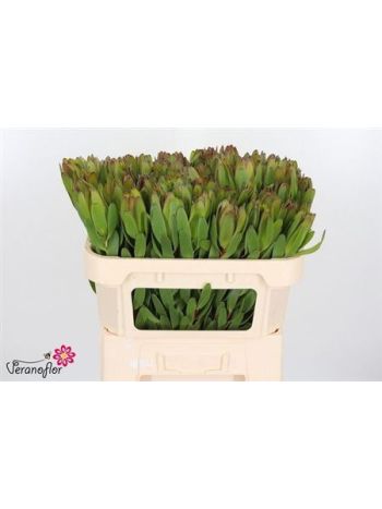 LEUCAD SAF GOLDSTRIK