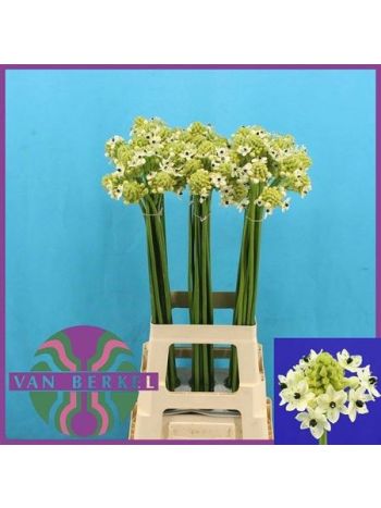 ORNITHUS SAUNDERSIAE