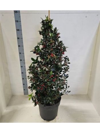 ILEX MES BLUE MAID PYRAMID