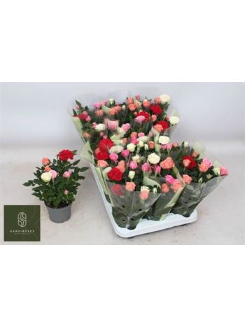 RO KORDANA GEM TÖBB SZÍNŰ