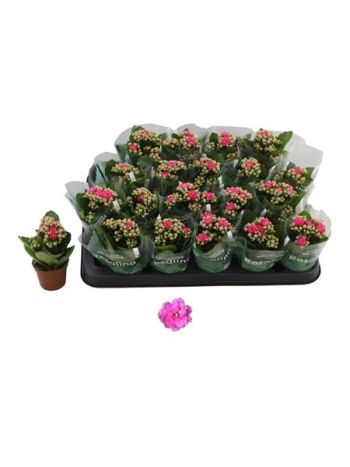 KAL ROSALIE NANDO PINK