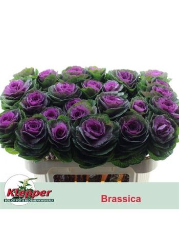 MOSADZNÝ ČERVENÝ ŽERIAV