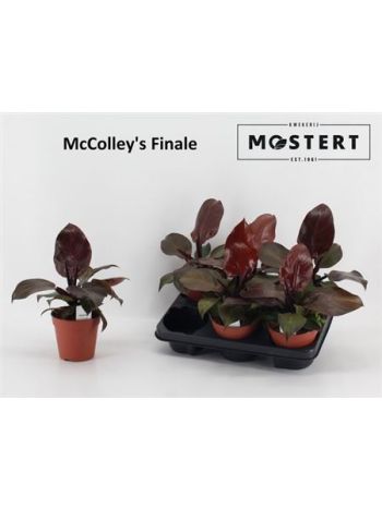 PHIL MC COLLEY S FINALE