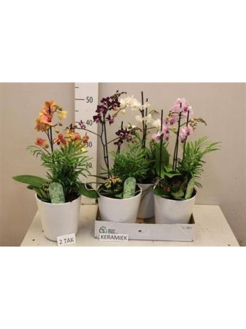 Ö. PHAL CHAM KAL FEHÉR KASPÓS