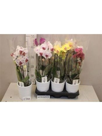 PHAL 2 ÁG CASCADE KASPÓS