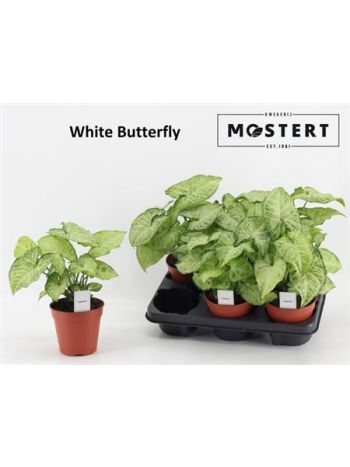 SYNG WHITE BUTTERFLY