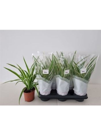 CHLOR COM VARIEGATUM