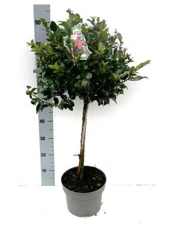 ILEX MES BLUE MAID TÖRZSES