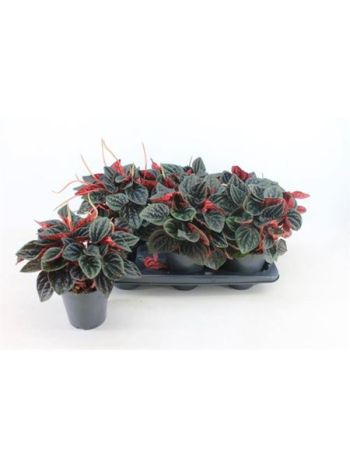 PEP CAPERATA ROSSO 15 CM