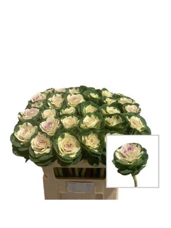 MACARA ALBĂ DIN ALAMĂ