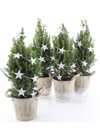 PICEA GL PERFECTA ZINK KASPÓS CSILLAG DÍSZÍTETT