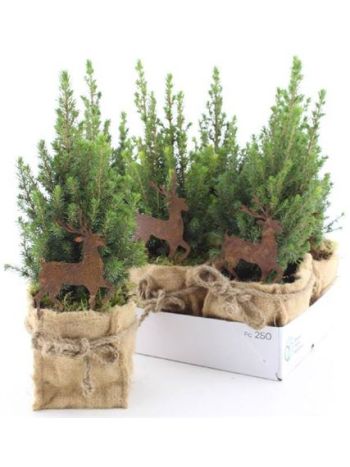 PICEA GL PERFECTA JUTA RÉNSZARVAS