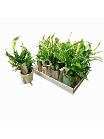 SPATH CHOPIN KASPÓS