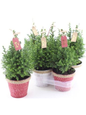 CHAM TH TOP POINT ZINK KASPÓS