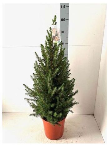PICEA GL CONICA