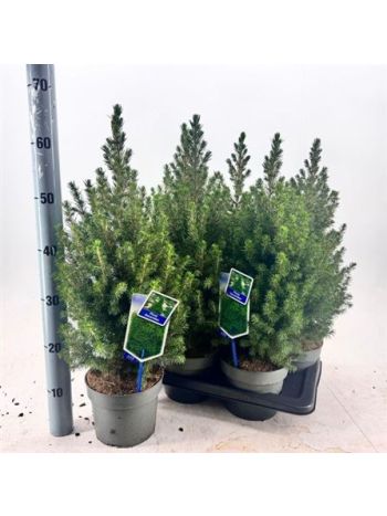 PICEA GL DECEMBER