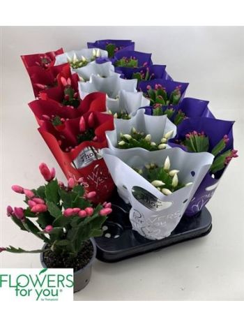 SCHLUMB GEM METAL CELÓS