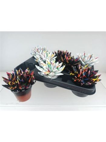 ECHEV MIRANDA FESTETT TÖBB SZÍNŰ