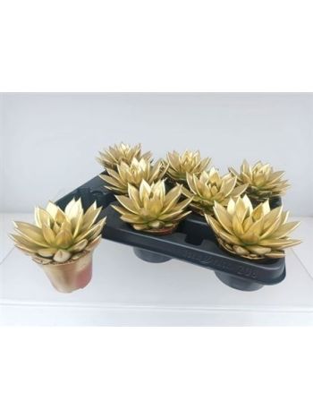 ECHEV MIRANDA ARANY FESTETT