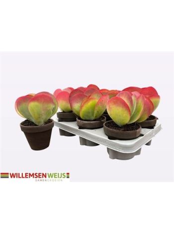 KALANCHOE THYRSIFL AGYAG KASÓS