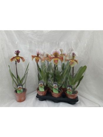 PAPH AMERIKA HYB GEM