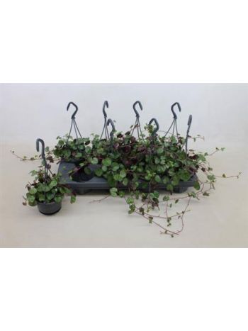 SENEC BRYONIIFOLIUS *8