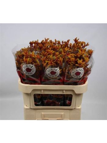 ANIGOZ ZLATÁ HORÚČKA