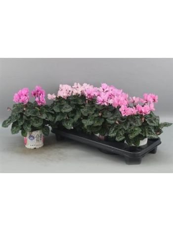 CYCL KL PETIT MOULIN