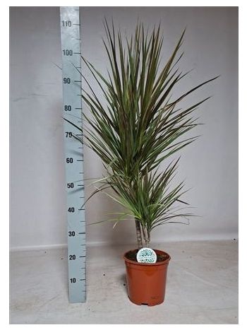 DRA MARG BICOLOR 2 TÖRZSES EXTRA DÚS