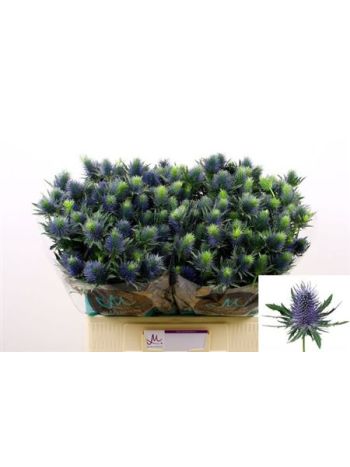 ERYN SUPERNOVA QSTAR