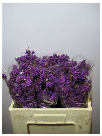 CALLICARPA BOD PROFU 40CM