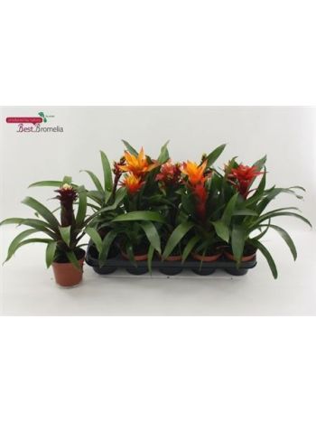 BROMELIA GEM ALACSONY