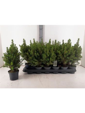 PICEA GL PERFECTA