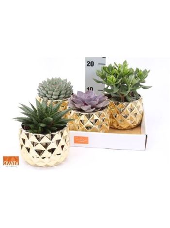 SUCC GEM ARANY KASPÓS