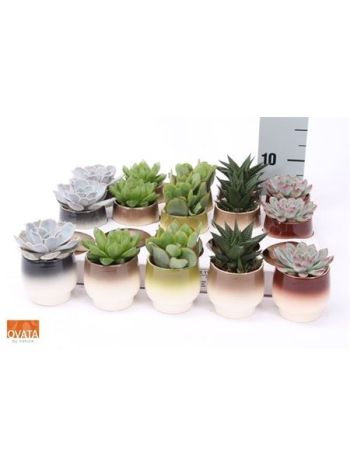 SUCC GEM KASPÓS *15 2