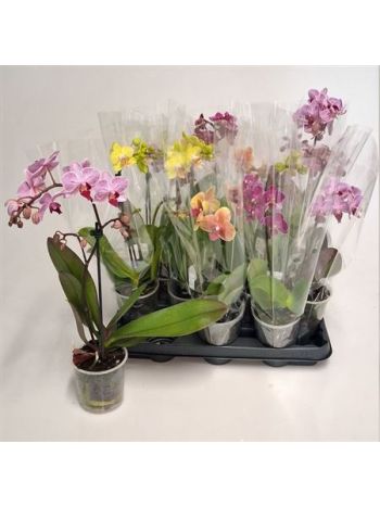 PHAL MIDI 1 ÁG GEM G