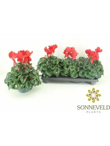 CYCL GR HAL HD PIROS