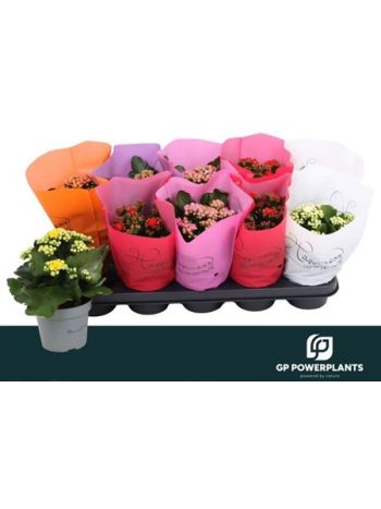 KAL ROSALIE GOODIE HAPPYNESS