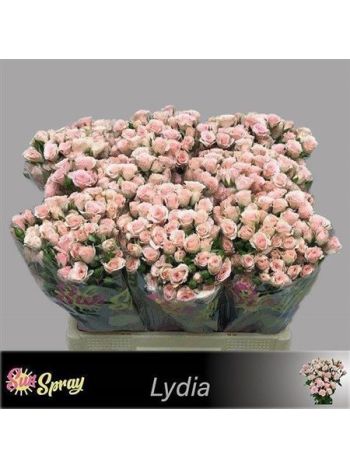 R TR LYDIA 60CM