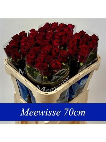 R GR RED NAOMI! 70CM
