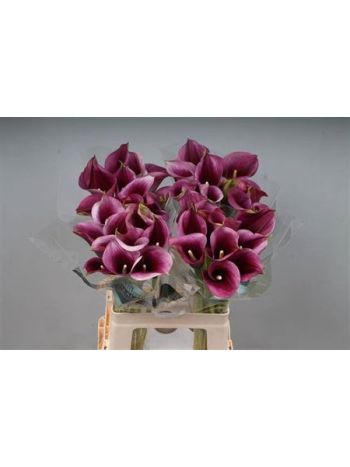 ZANT CAPT PROMISE 65CM